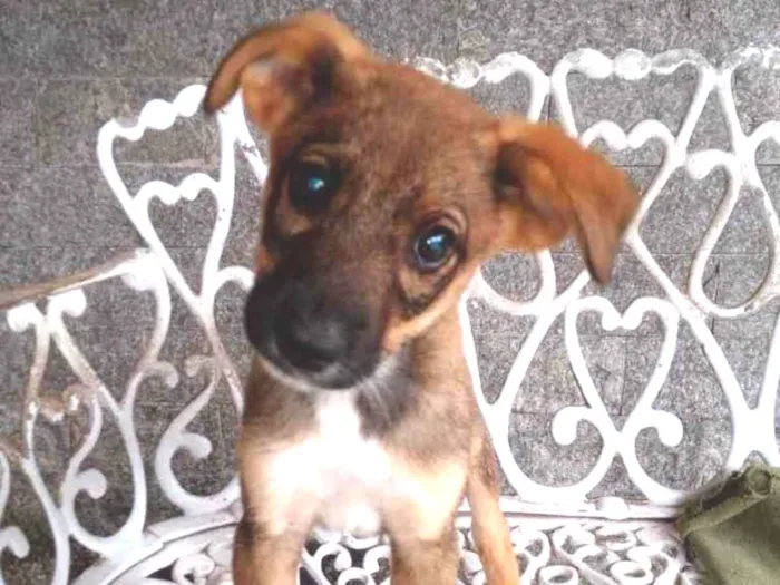 Cachorro ra a SRD idade 2 a 6 meses nome Duda e Jana