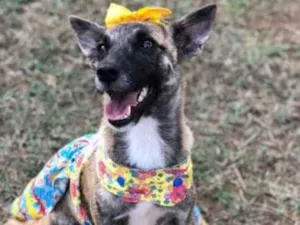 Cachorro raça Srd idade 2 a 6 meses nome Arthemis castrada