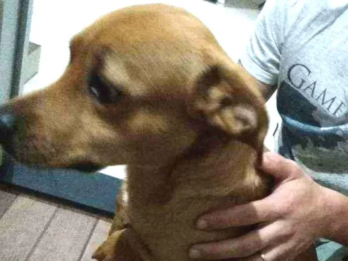 Cachorro ra a  idade 7 a 11 meses nome Caramelo