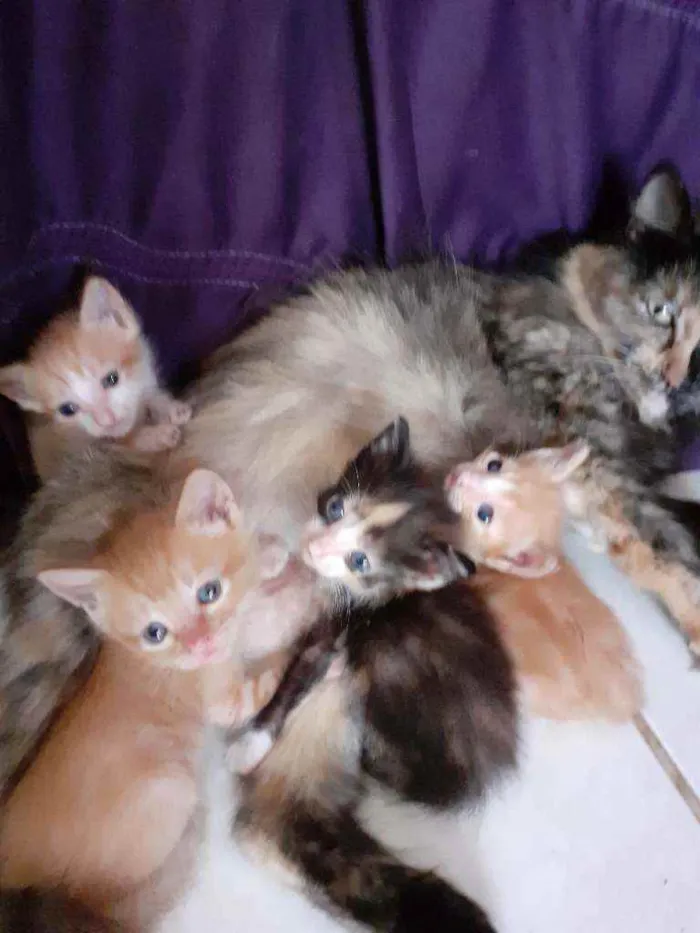 Gato raça Diversas  idade Abaixo de 2 meses nome Filhotes