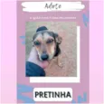 Mais de um animal 
