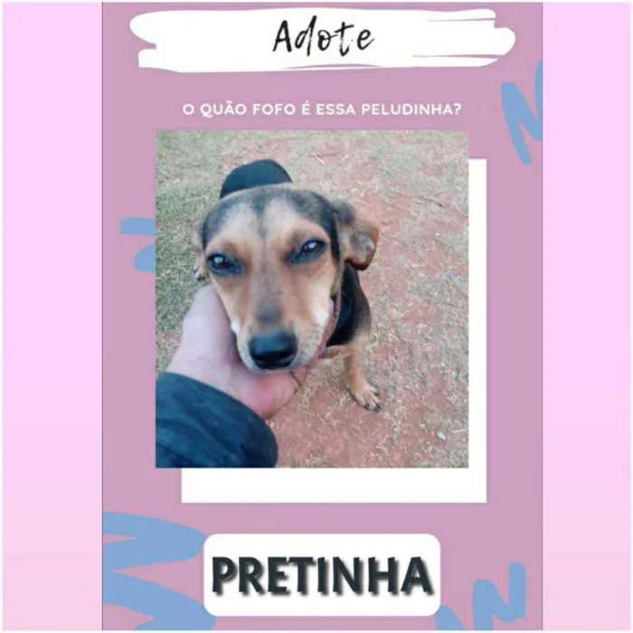Cachorro raça SRD idade 2 a 6 meses nome Mais de um animal 