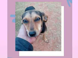 Cachorro raça SRD idade 2 a 6 meses nome Mais de um animal 