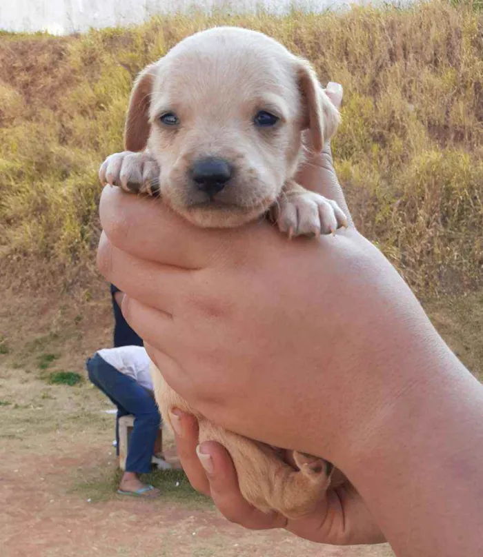 Cachorro raça SRD idade 2 a 6 meses nome Jhony