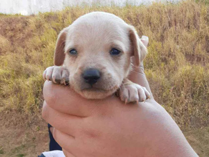 Cachorro raça SRD idade 2 a 6 meses nome Jhony