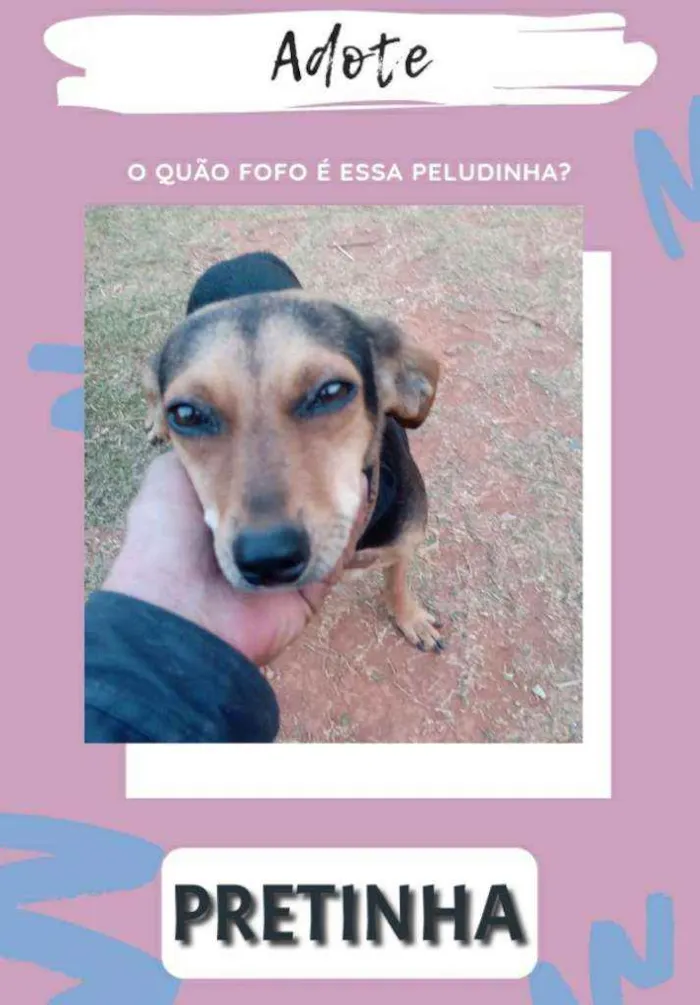 Cachorro raça SRD idade 2 anos nome Pretinha
