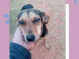 Pretinha