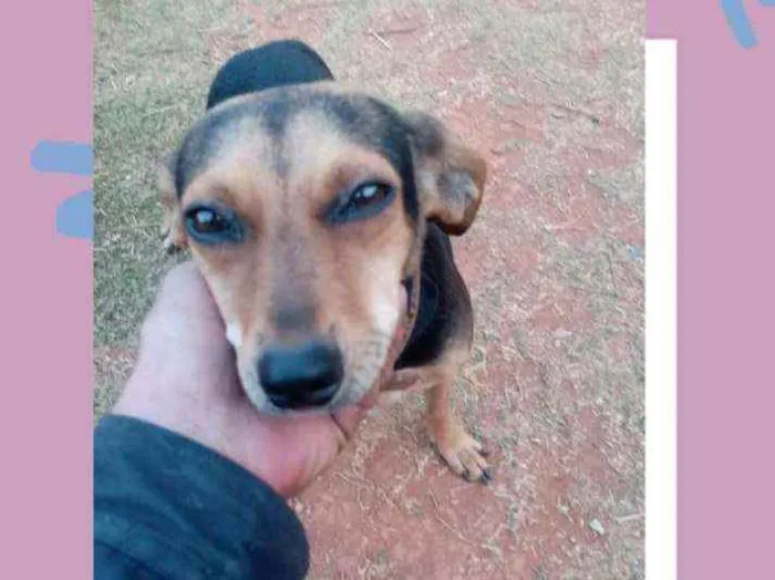 Cachorro raça SRD idade 2 anos nome Pretinha