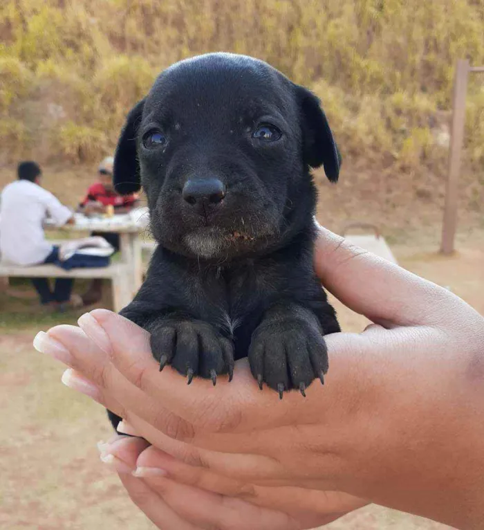 Cachorro raça SRD idade 2 a 6 meses nome Principe