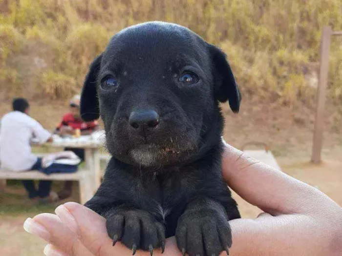 Cachorro raça SRD idade 2 a 6 meses nome Principe