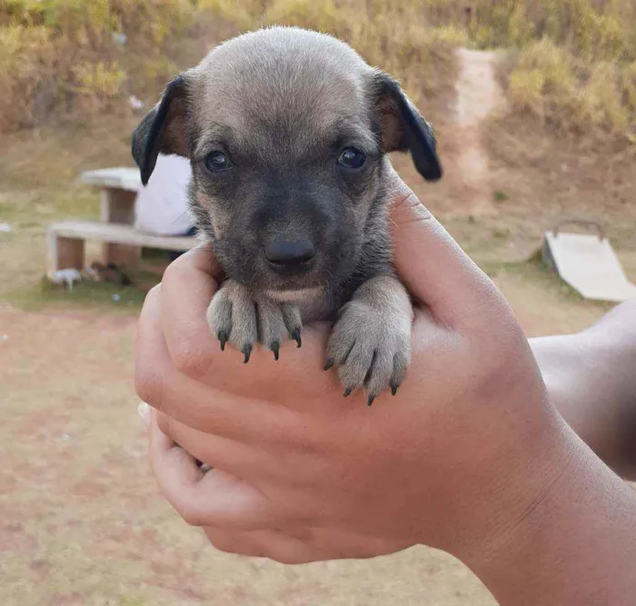 Cachorro raça SRD idade 2 a 6 meses nome Valente