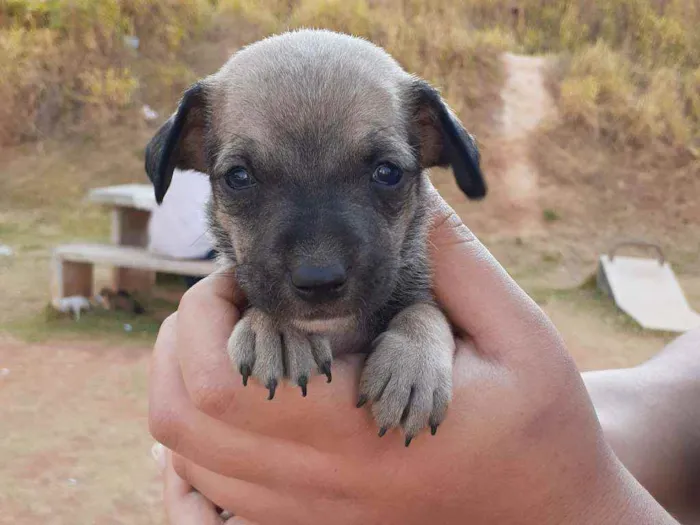 Cachorro raça SRD idade 2 a 6 meses nome Valente