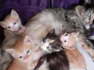 Gato raça Diversas  idade Abaixo de 2 meses nome Filhotes