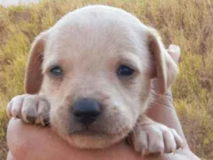 Cachorro raça SRD idade 2 a 6 meses nome Jhony