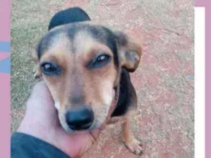 Cachorro raça SRD idade 2 anos nome Pretinha