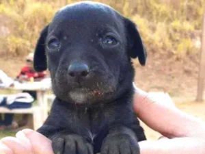 Cachorro raça SRD idade 2 a 6 meses nome Principe