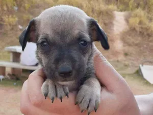 Cachorro raça SRD idade 2 a 6 meses nome Valente