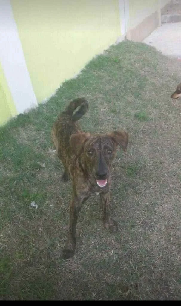 Cachorro ra a Vira lata  idade 7 a 11 meses nome Ragi