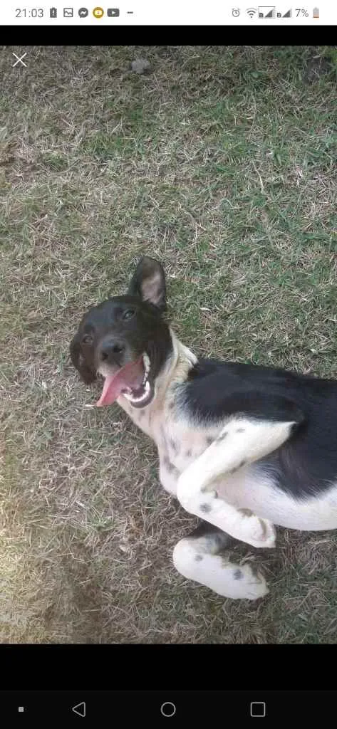 Cachorro ra a Vira lata  idade 7 a 11 meses nome Nalla