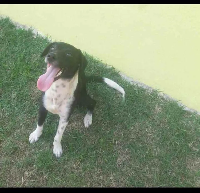 Cachorro ra a Vira lata  idade 7 a 11 meses nome Nalla