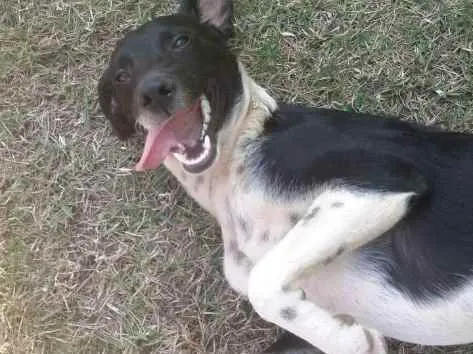 Cachorro ra a Vira lata  idade 7 a 11 meses nome Nalla