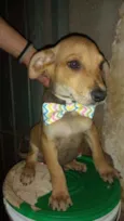 Cachorro raça SRD idade 2 a 6 meses nome Leona