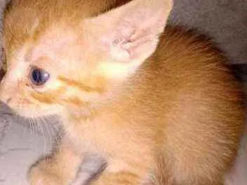 Gato ra a Mista idade 2 a 6 meses nome Filhotes