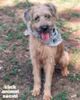 Teco