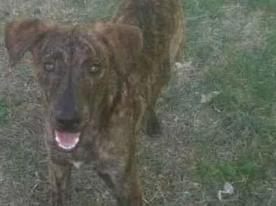 Cachorro ra a Vira lata  idade 7 a 11 meses nome Ragi