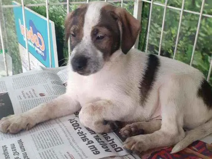 Cachorro raça SRD idade 2 a 6 meses nome Luisinho