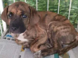 Cachorro raça SRD idade 2 a 6 meses nome Zezinho