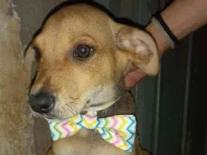 Cachorro raça SRD idade 2 a 6 meses nome Leona