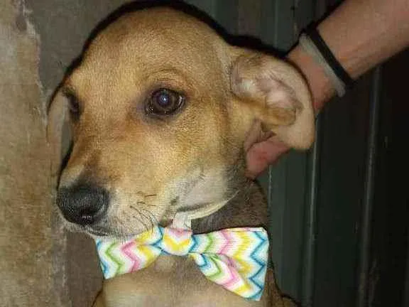 Cachorro raça SRD idade 2 a 6 meses nome Leona