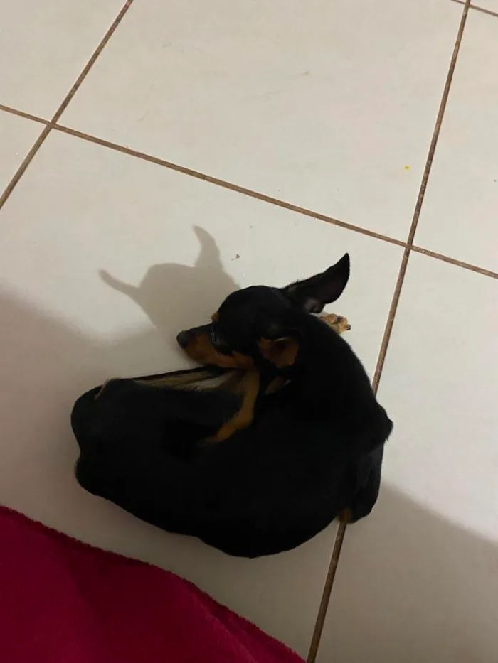 Cachorro raça Pinscher idade 7 a 11 meses nome Pretimho