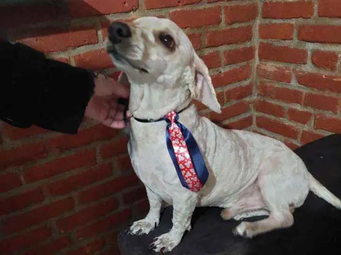 Cachorro raça Poodle  idade 4 anos nome Kalebe 