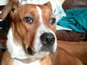Cachorro raça Mestiça Pit Bull  idade 1 ano nome Safira 