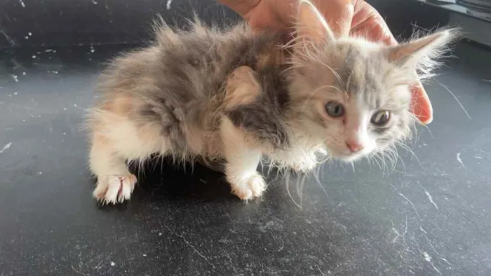 Gato raça Srd idade Abaixo de 2 meses nome Ágata