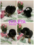 Violeta