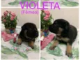 Violeta