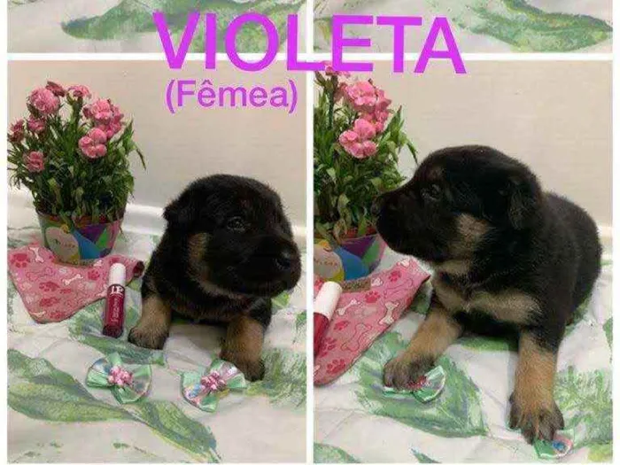 Cachorro ra a SRD idade Abaixo de 2 meses nome Violeta