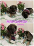 Margarida
