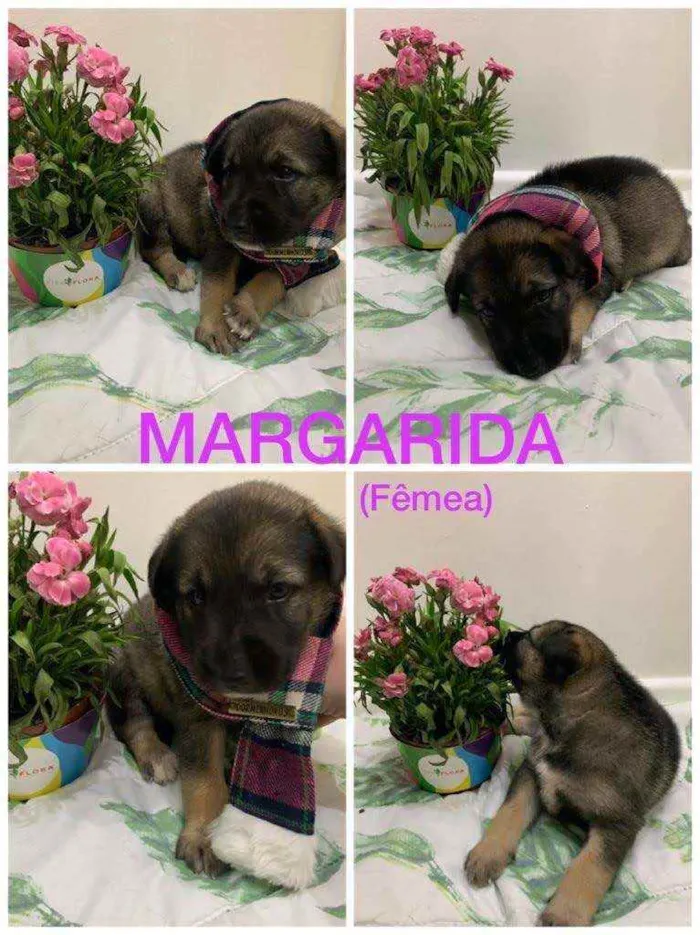 Cachorro ra a SRD idade Abaixo de 2 meses nome Margarida