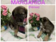 Margarida