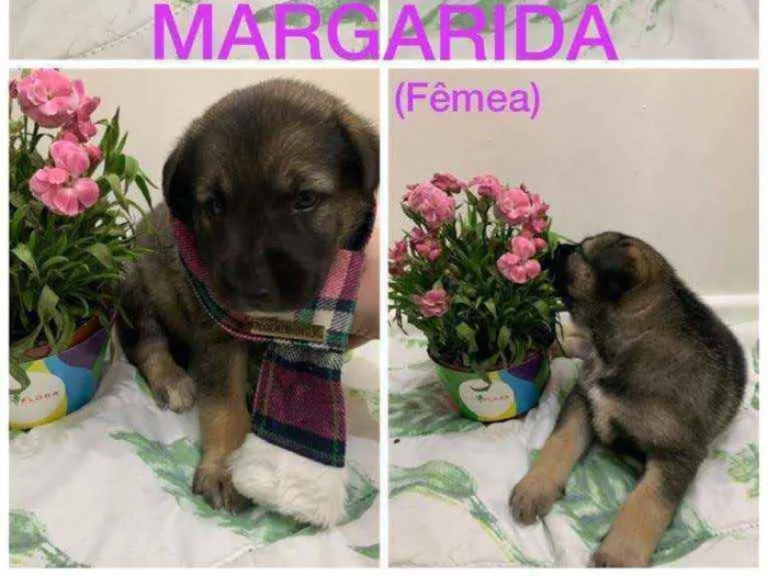 Cachorro ra a SRD idade Abaixo de 2 meses nome Margarida