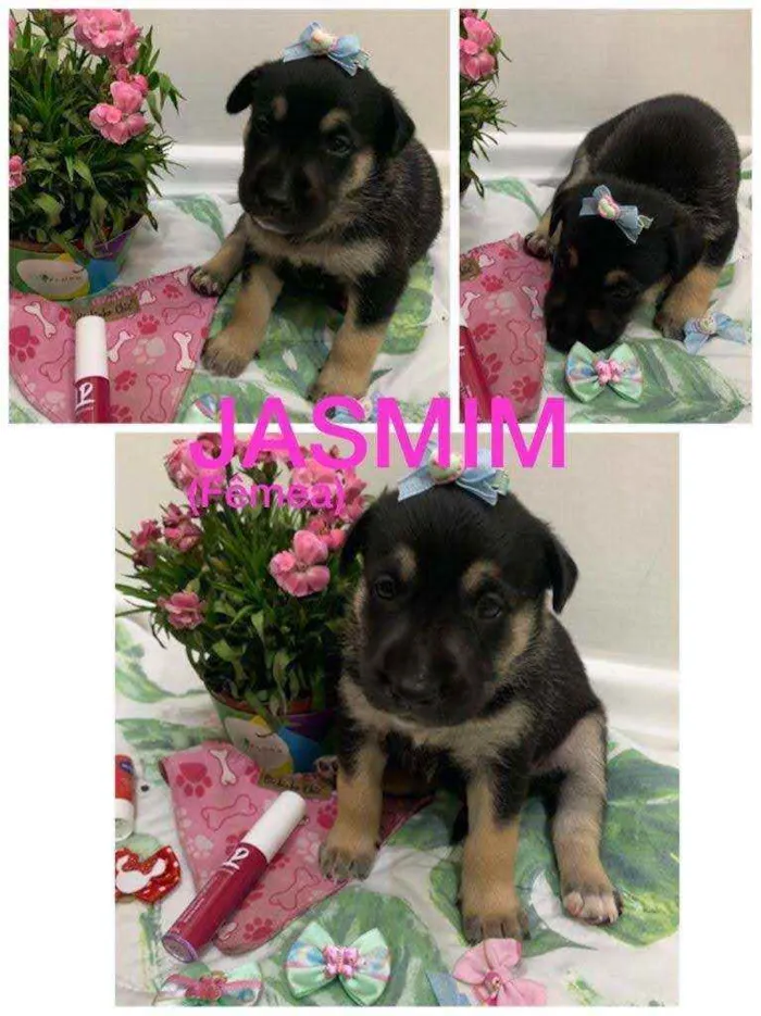 Cachorro ra a SRD idade Abaixo de 2 meses nome Jasmim