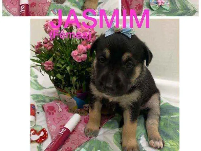 Cachorro ra a SRD idade Abaixo de 2 meses nome Jasmim