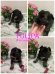 Tulipa