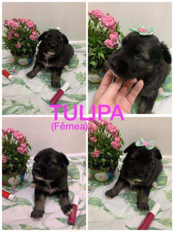 Cachorro ra a SRD idade Abaixo de 2 meses nome Tulipa