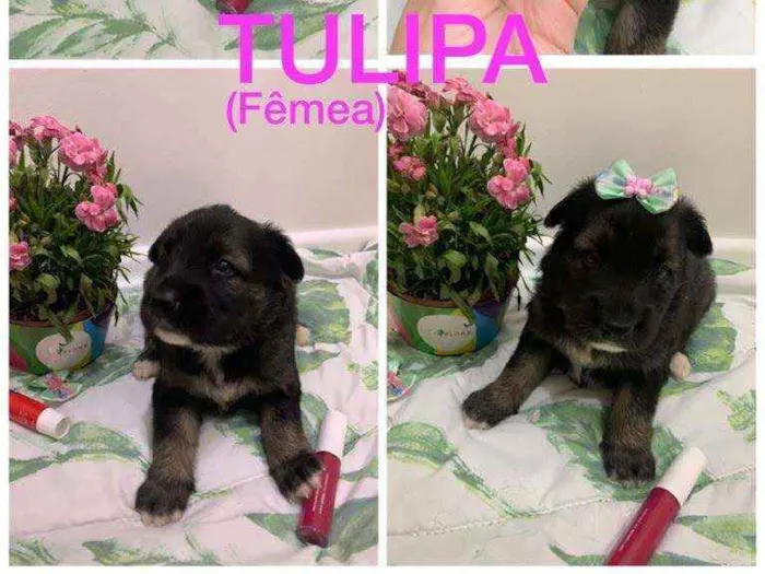 Cachorro ra a SRD idade Abaixo de 2 meses nome Tulipa