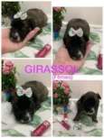 Girassol